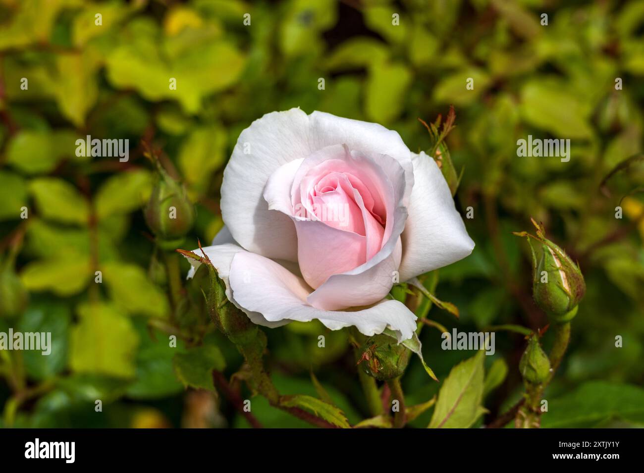 Rosa bocciolo con una fragranza forte e delicati petali Foto Stock
