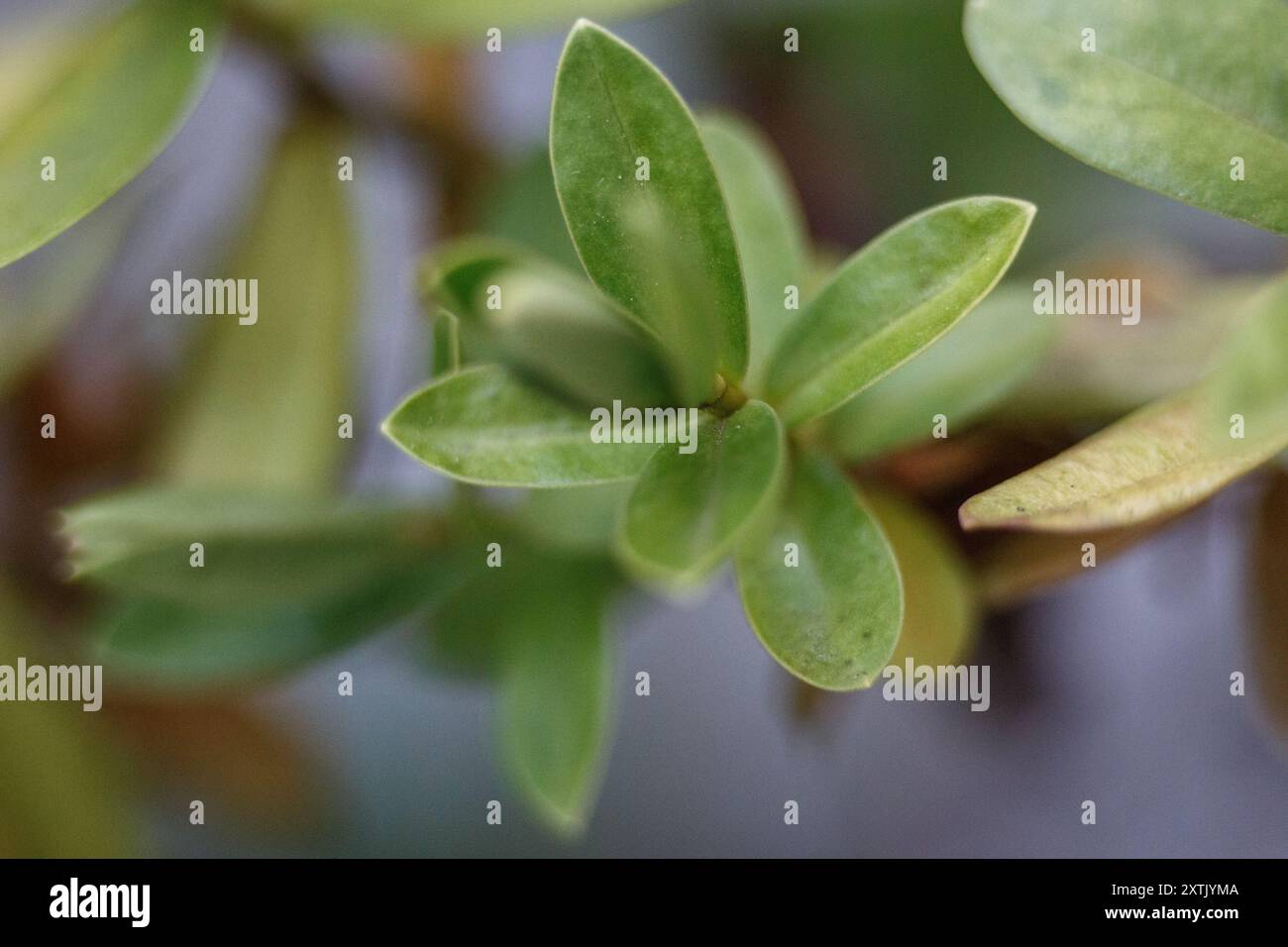 Un primo piano di uno stabilimento nel giardino britannico, Londra, Regno Unito Foto Stock