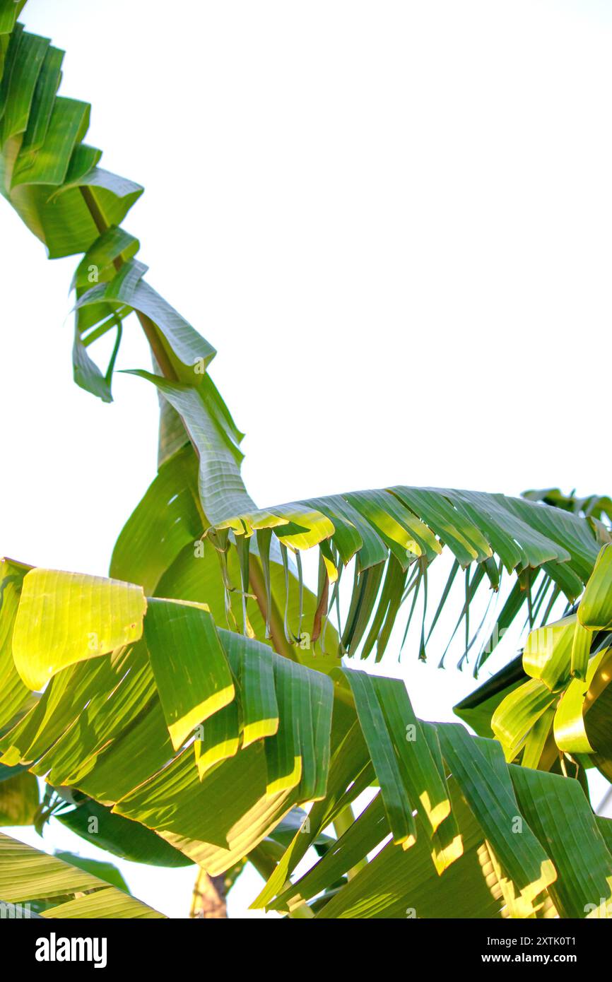 Foglie di banana verde su sfondo bianco. Concetto di carta da parati naturale. Foglie di banana alla luce del sole. Verticale. Niente persone, nessuno. Foto Stock