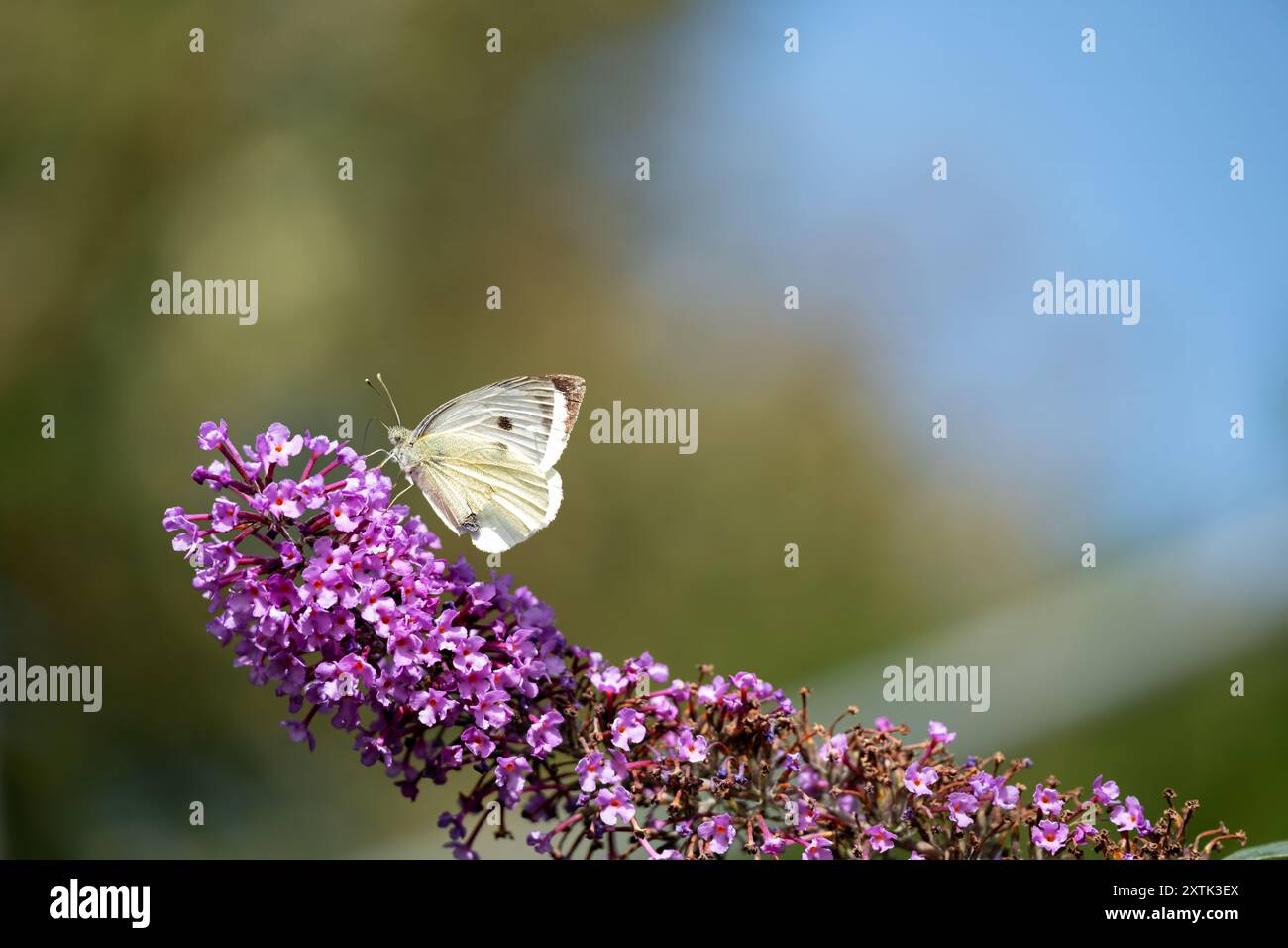 Isola di Wight, Regno Unito. Una piccola farfalla di cavolo bianco, Pieris rapae, che poggia sulla testa di fiore di un cespuglio di buddleja o farfalla Foto Stock