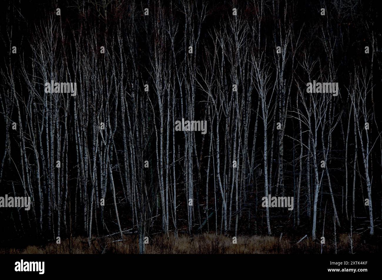 Bosco di betulle, nel Parco Nazionale di Acadia nel Maine. Raffreddare il clima umido è stata la norma sul Nord Atlantico, ma che sta cambiando con il continuo riscaldamento globale. Con il livello di corrente di intrappolamento del calore delle emissioni, la temperatura nella zona è probabile un aumento di più di 5 gradi Fahrenheit dal 2070 rispetto ai livelli del 1990. Ciò significa clima più secco e disgregate sistemi eco. Con il clima più mite, betulle nell emisfero nord sono in piena espansione. Espansione della foresta è stato visto come una buona notizia, come gli alberi sono importanti per il sequestro del CO2. Tuttavia; la nuova vegetazione in quanto utilizzati Foto Stock