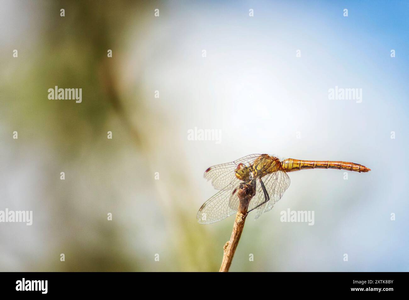 Libellula gialla sul ramo Foto Stock