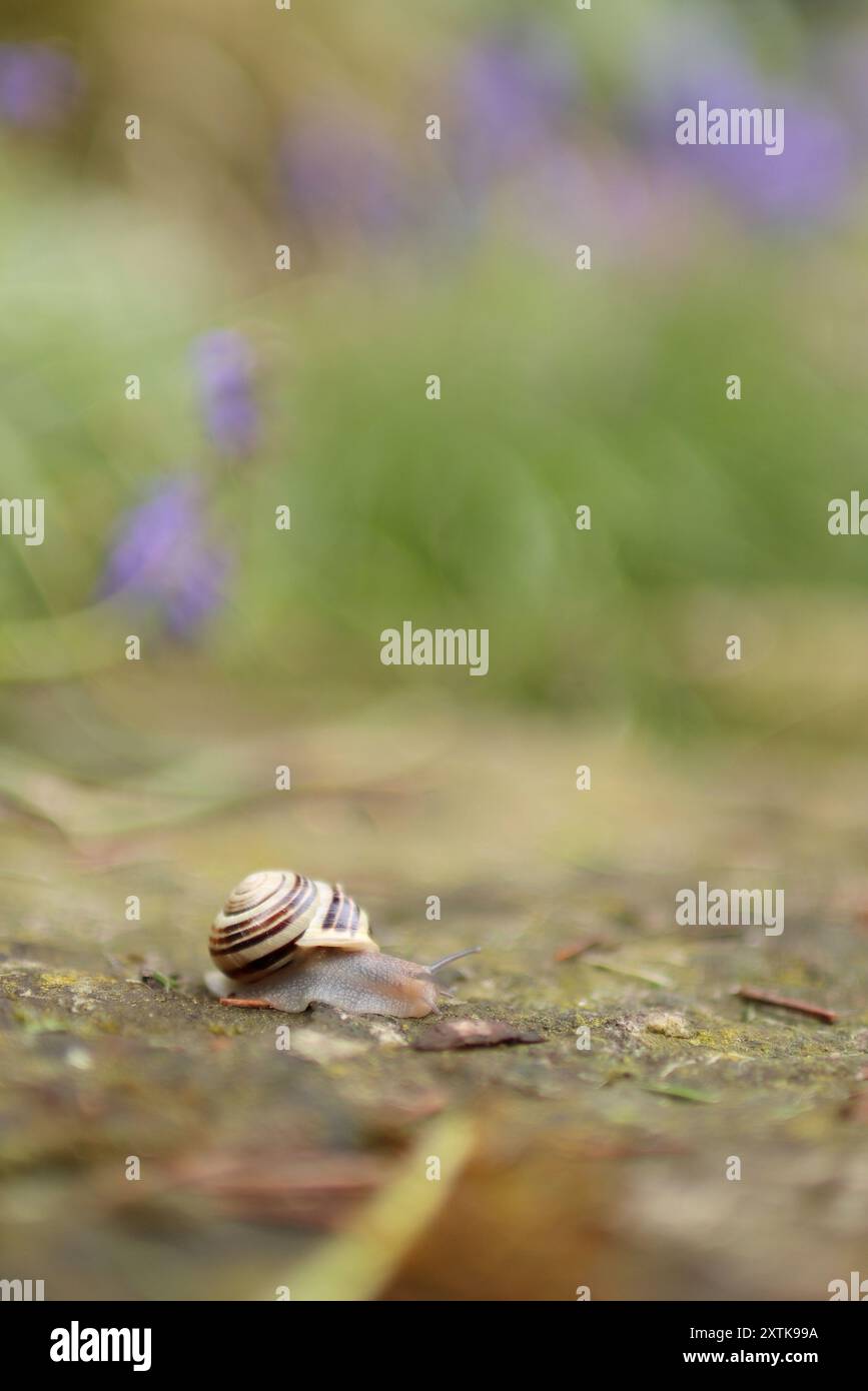 Dopo la pioggia la lumaca è uscita dal nascondiglio. Sullo sfondo fioriscono fiori Foto Stock