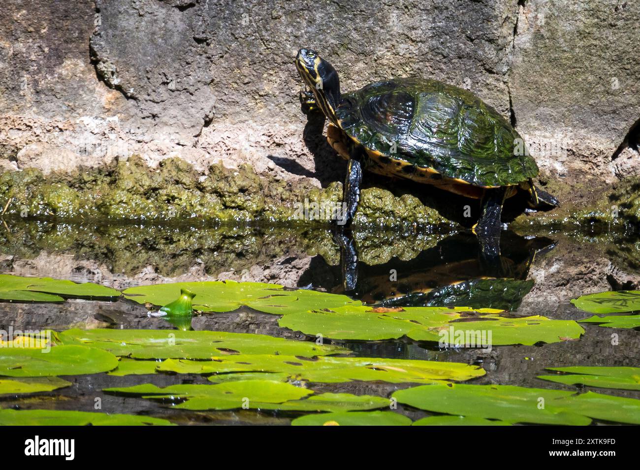 Tartaruga di scorrimento gialla con panciute illegali che si crogiola in un'atmosfera di sole sulle rive dello stagno delle ninfee. Foto Stock
