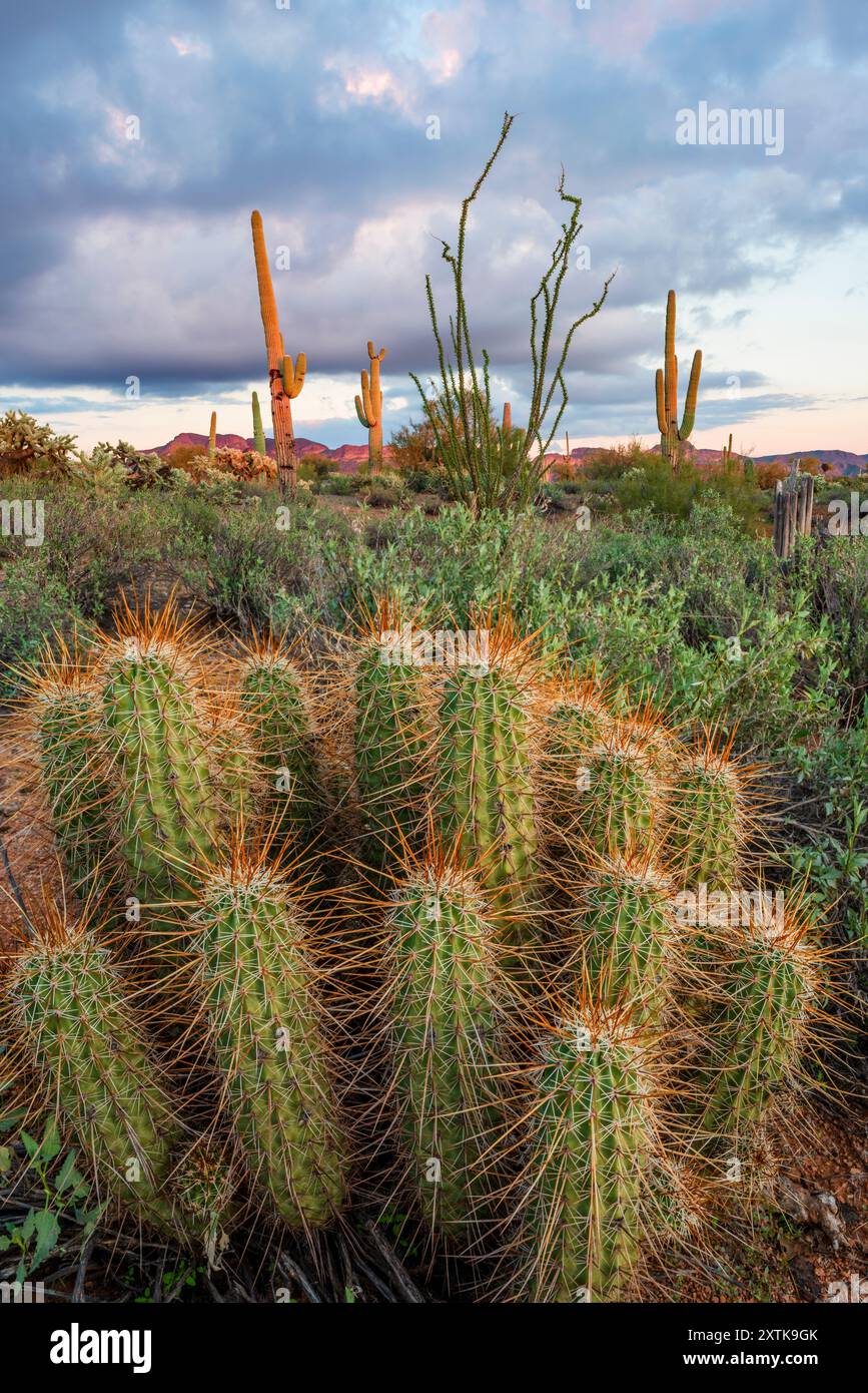 Superstition Wilderness, Arizona. Foto Stock