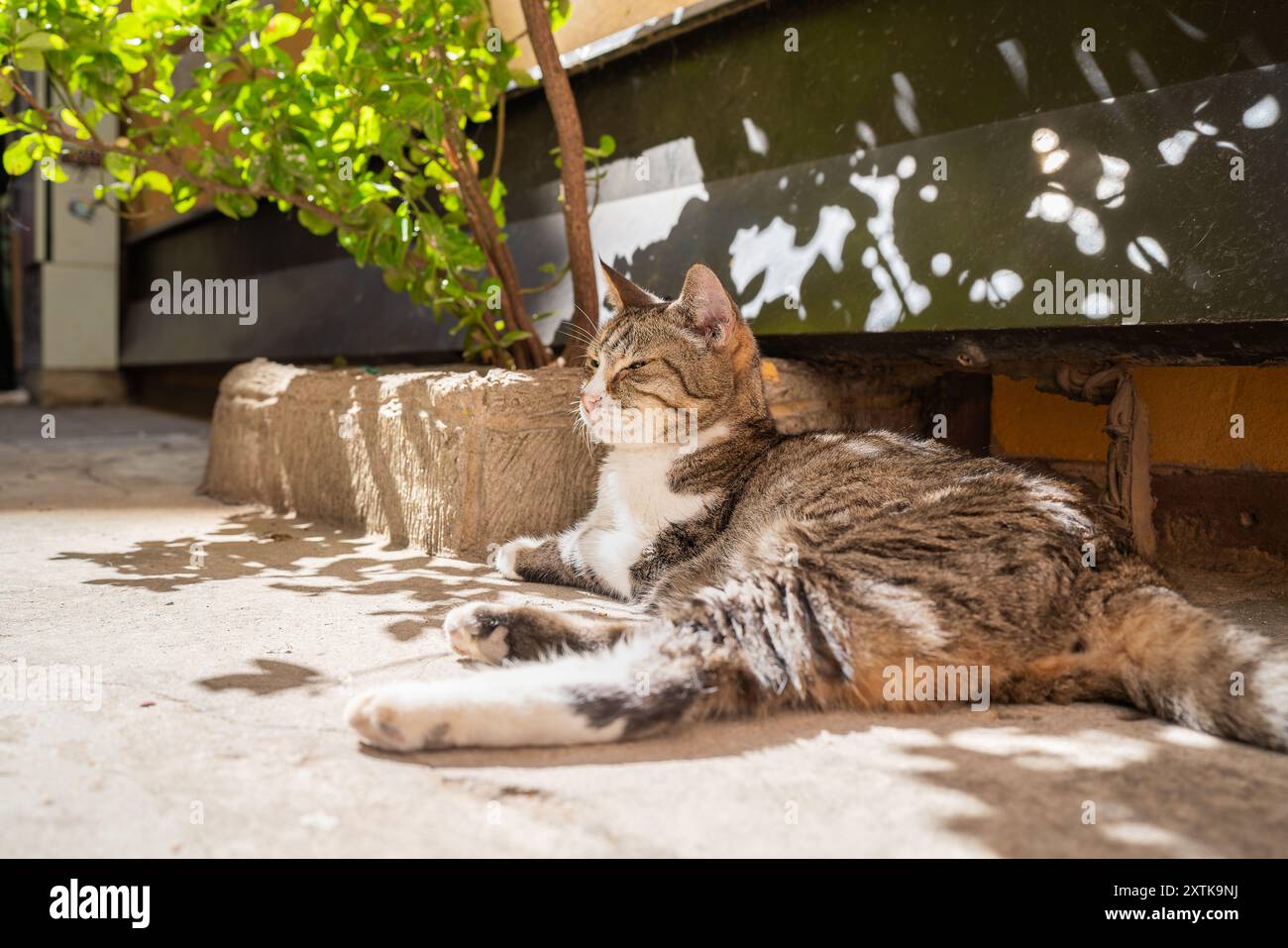 Gatto Tabby disteso all'ombra in una giornata di sole. Classico gatto domestico Tabby dai capelli corti fuori casa a Venezia. Foto Stock