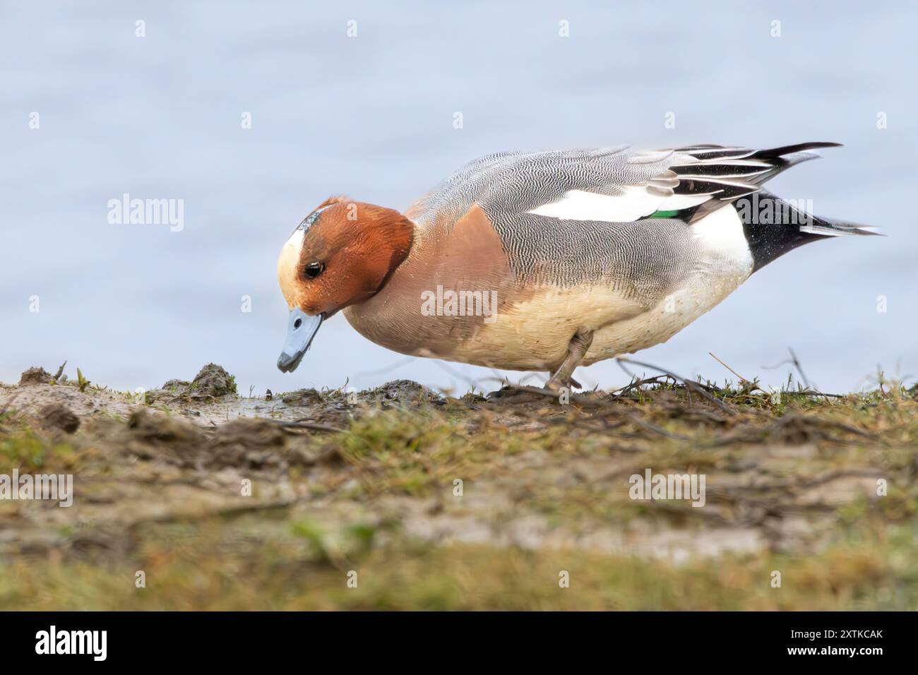 Wigeon Duck, Norfolk, primavera, 2024 Foto Stock