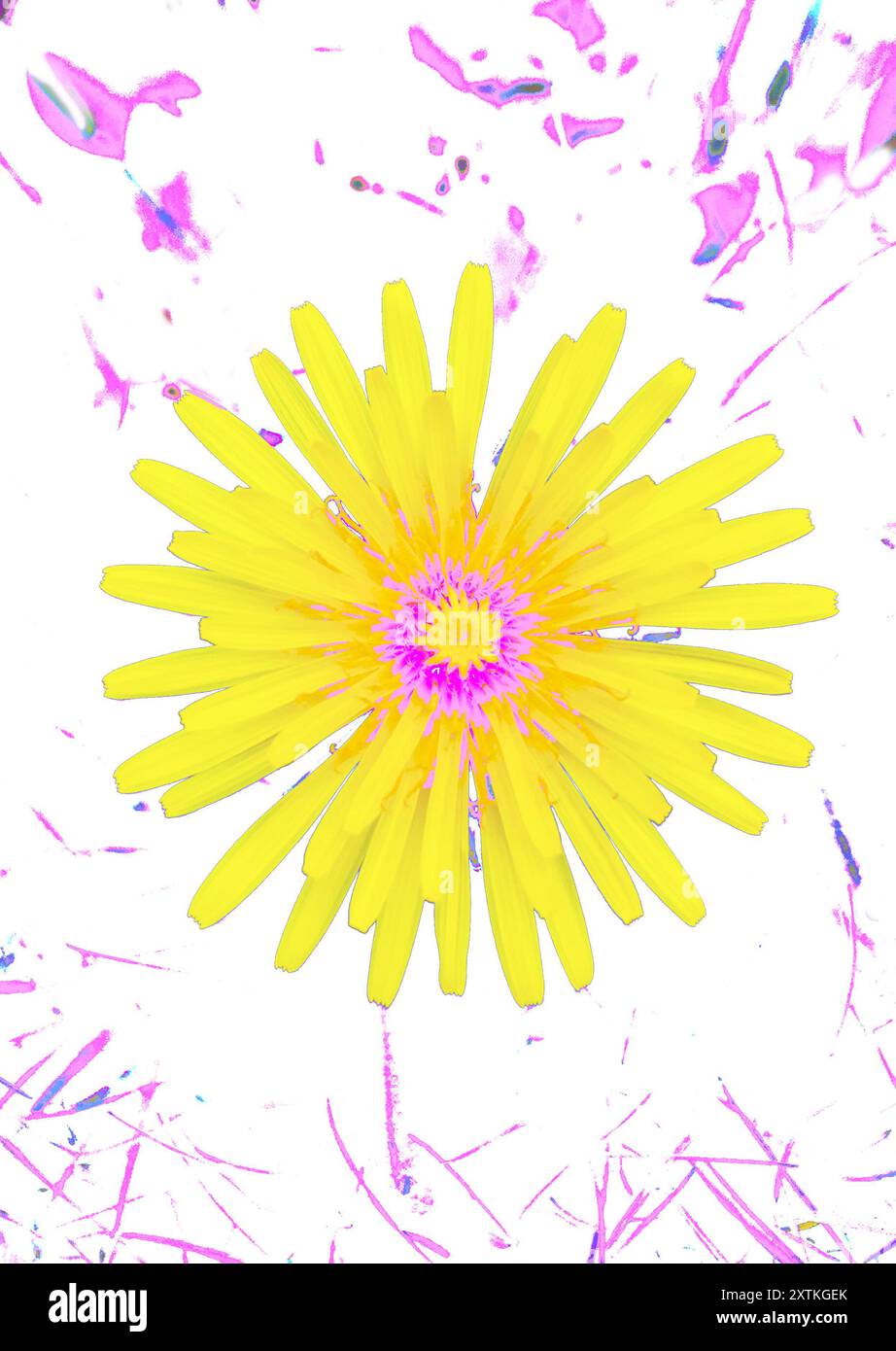 Illustrazione d'arte fiore giallo stilizzato fiore fiore fiore, con stami rosa, simbolo di gioia, felicità, estate, amicizia, longevità, espressioni d'amore Foto Stock