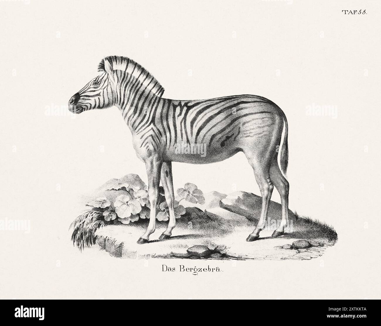 Illustrazione Zebra. Litografia zoologica. Arte di storia naturale Foto Stock