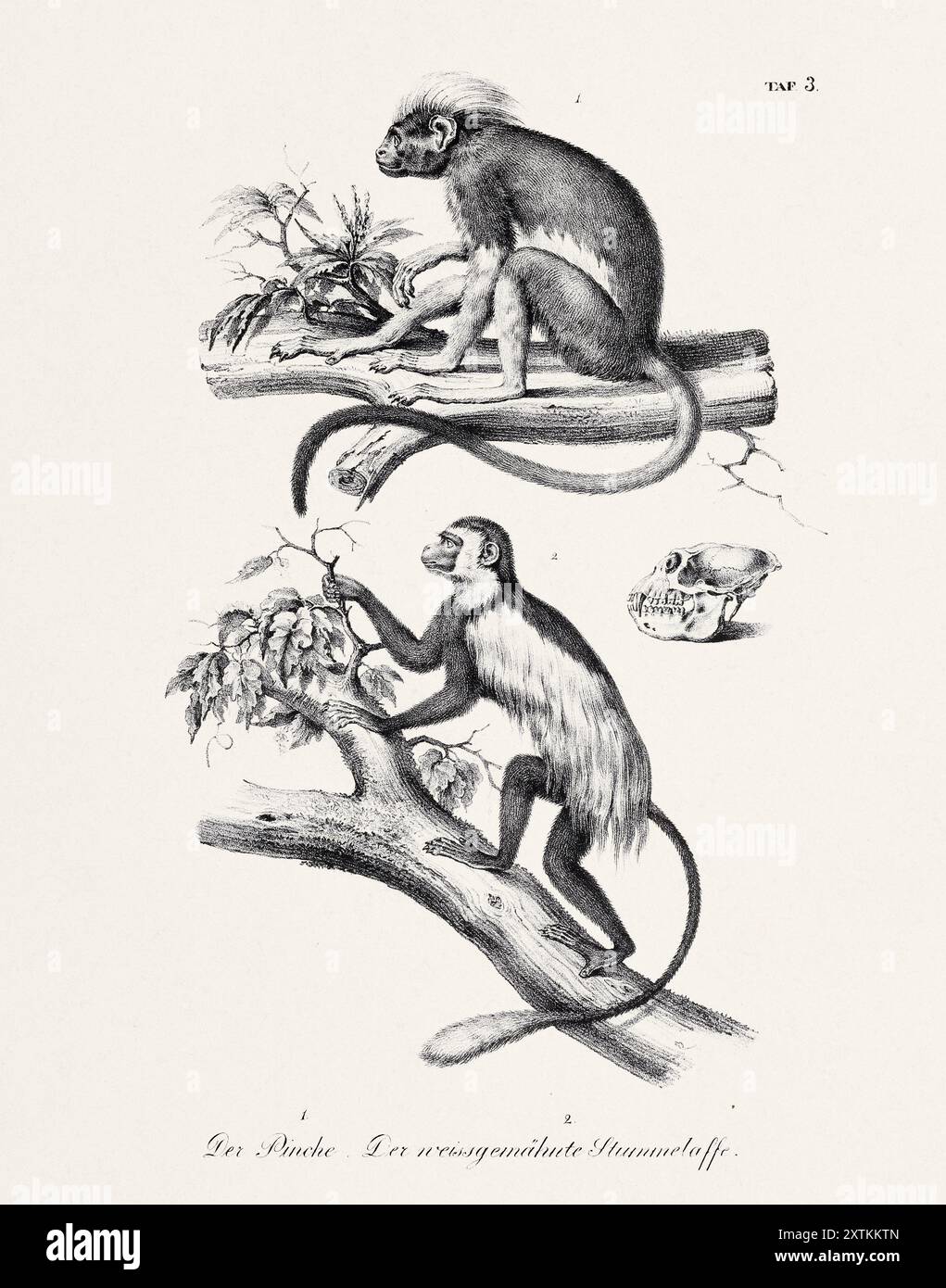 Illustrazione della scimmia. Litografia zoologica. Arte di storia naturale Foto Stock