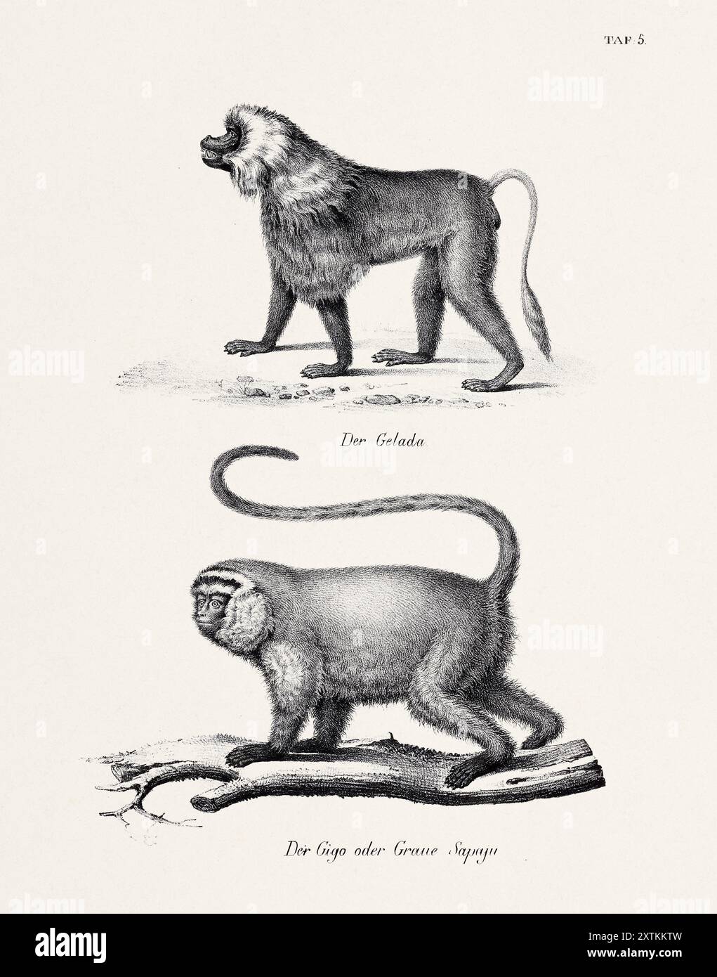 Illustrazione della scimmia. Litografia zoologica. Arte di storia naturale Foto Stock