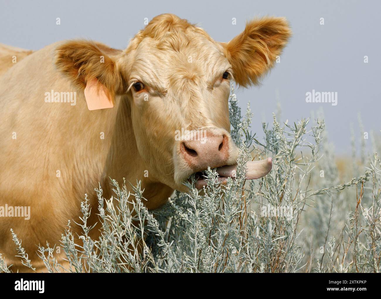 Mucca che mangia la spazzolina nel rangeland Great Sand Hills, Saskatchewan, Canada. Foto Stock