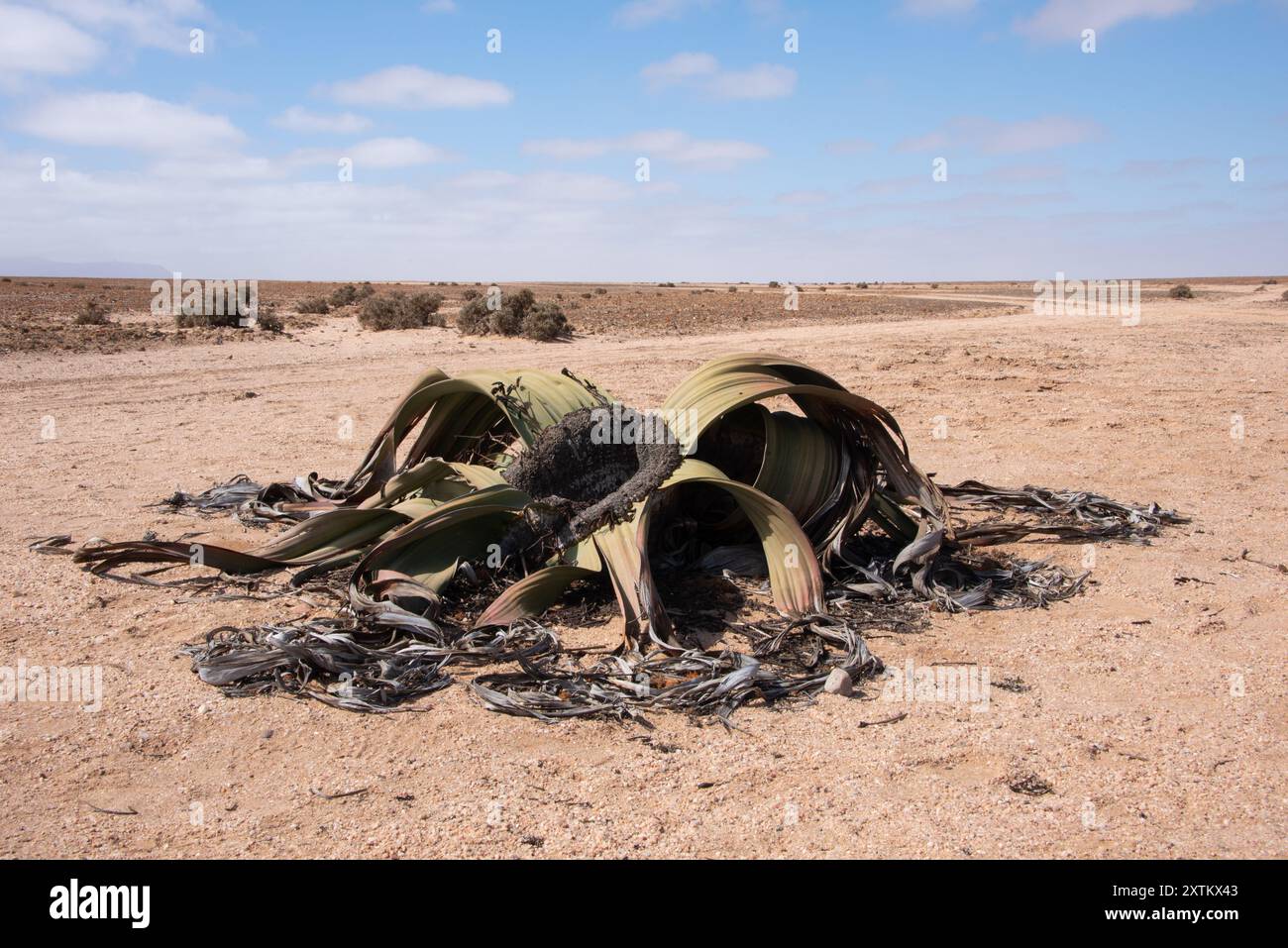 Un primo piano di una singola pianta di Welwitschia (Welwitschia mirabilis) nel. Deserto della Namibia settentrionale Foto Stock