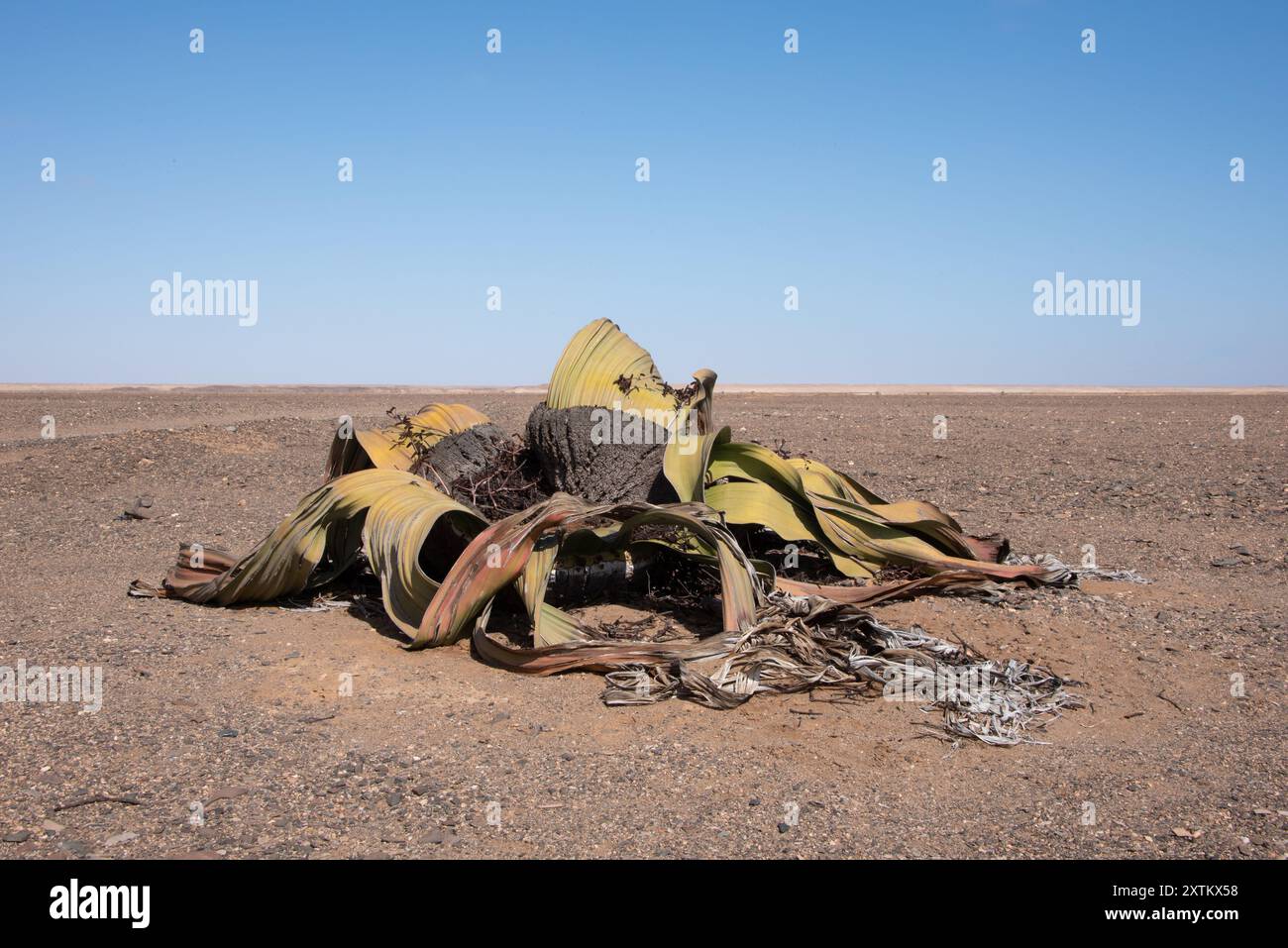 Un primo piano di una singola pianta di Welwitschia (Welwitschia mirabilis) nel deserto del Namib nella Namibia settentrionale Foto Stock