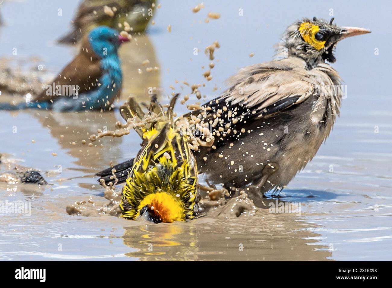 tessitore Spectacled, Cordonbleu con capote blu, Starling Wattled in pool of water washing, Ndutu Plains, Serengeti National Park, Tanzania Foto Stock