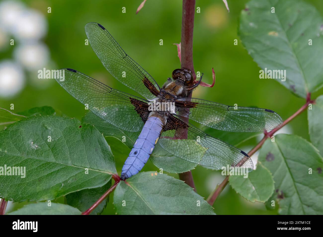 Villers-lès-Nancy, Francia - Vista su una Libellula depressa maschile seduta su un ramo nel Giardino Botanico Jean-Marie Pelt. Foto Stock