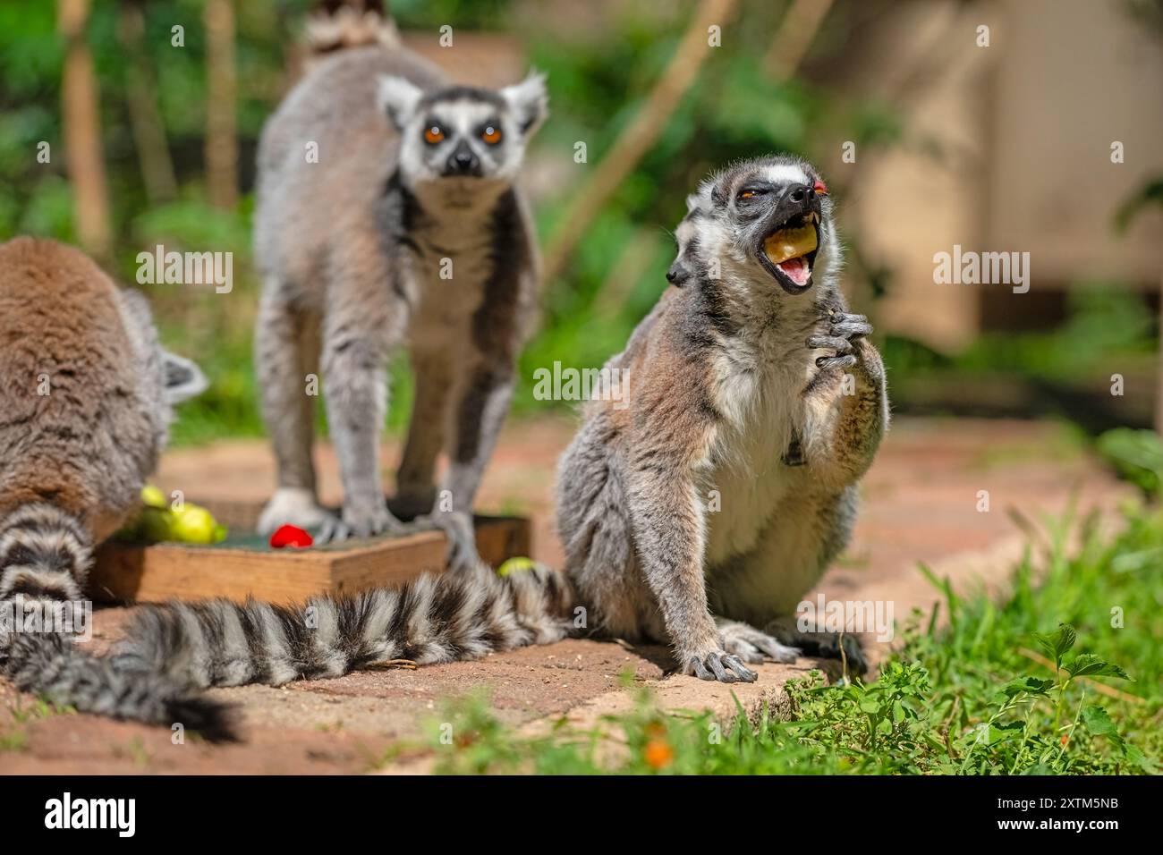 Una famiglia di lemuri che si nutrono di frutta. Lemur catta Foto Stock