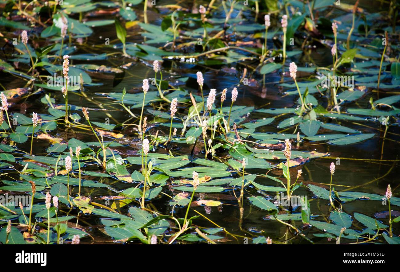 Beecraigs Country Park loch, vicino a Linlithgow, Scozia Foto Stock