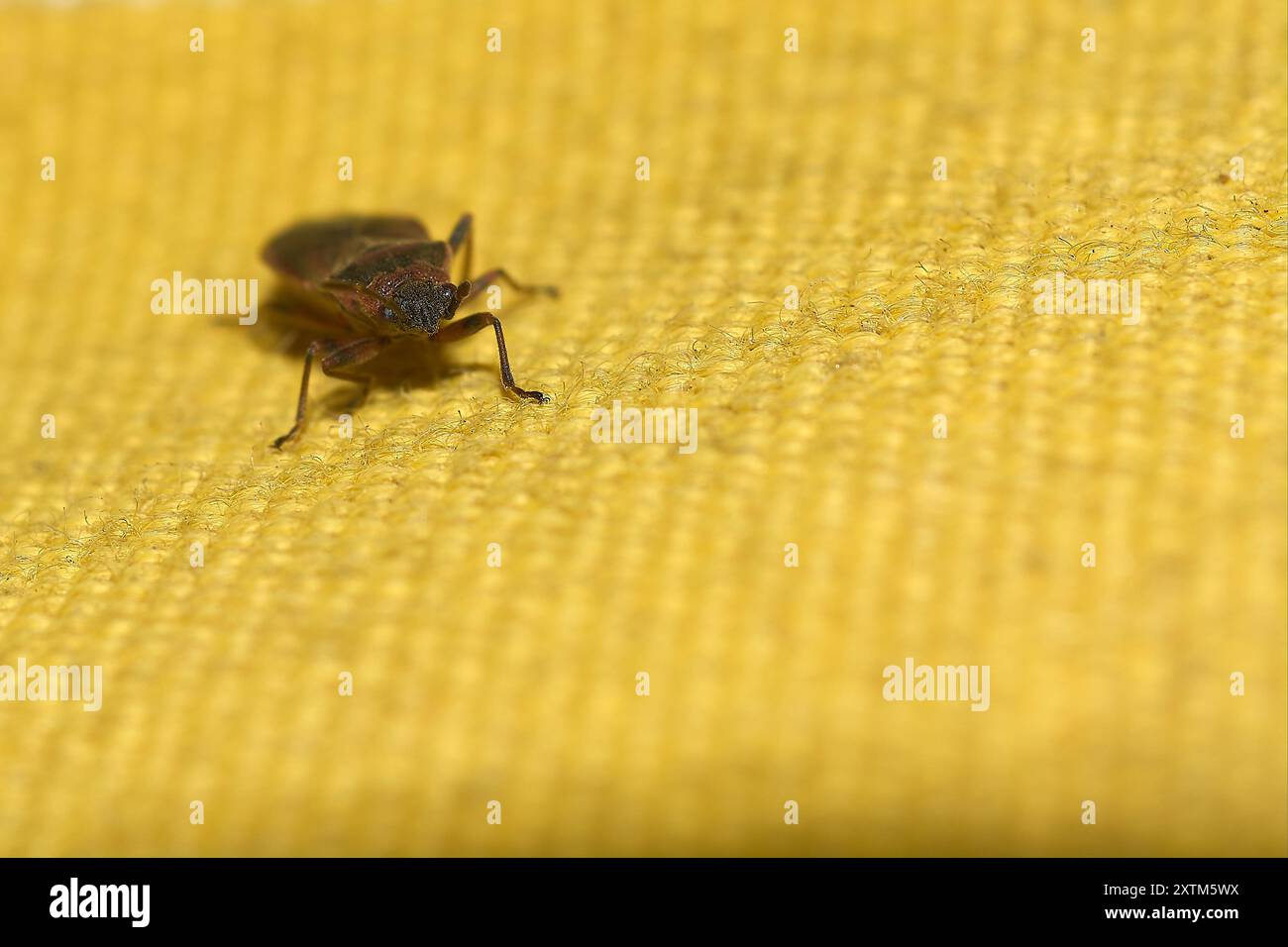 Immagine macro di Arocatus melanocephalus su una superficie testurizzata, enfatizzando il contrasto tra i suoi colori e lo sfondo. Foto Stock