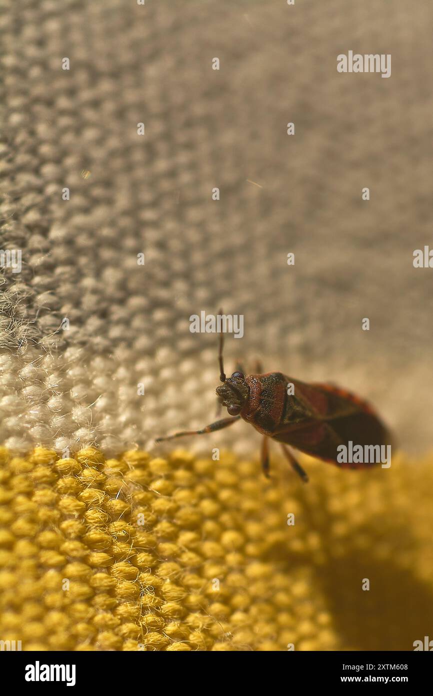 Insetto rosso e nero in primo piano su una superficie che passa dal giallo al bianco, evidenziandone i dettagli e i colori vivaci. Foto Stock