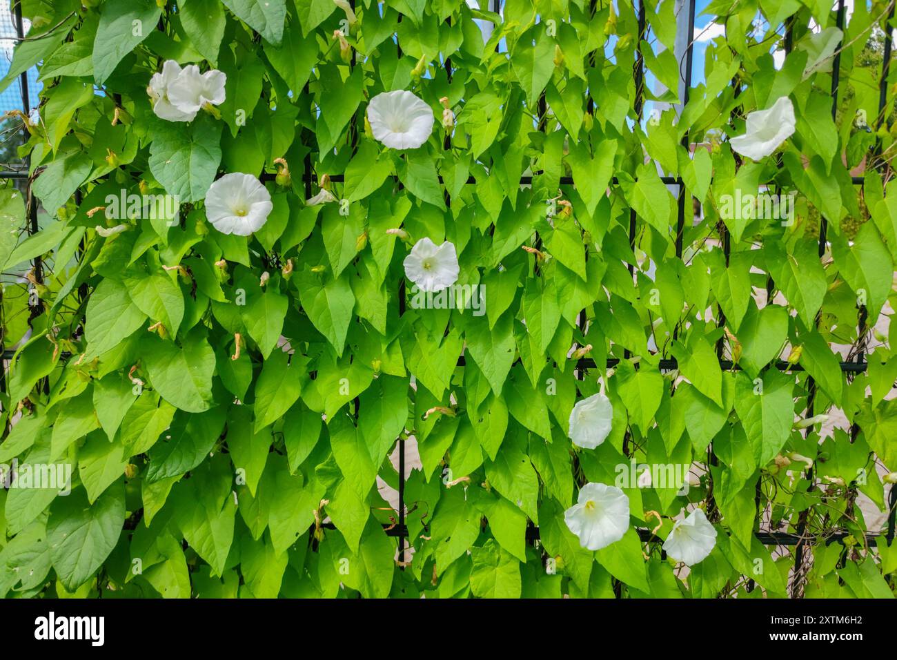 Siepi bindweed (Calystegia sepium) con fiori bianchi cresce verso l'alto lungo una recinzione. Erbacce comuni nei giardini. Foto Stock