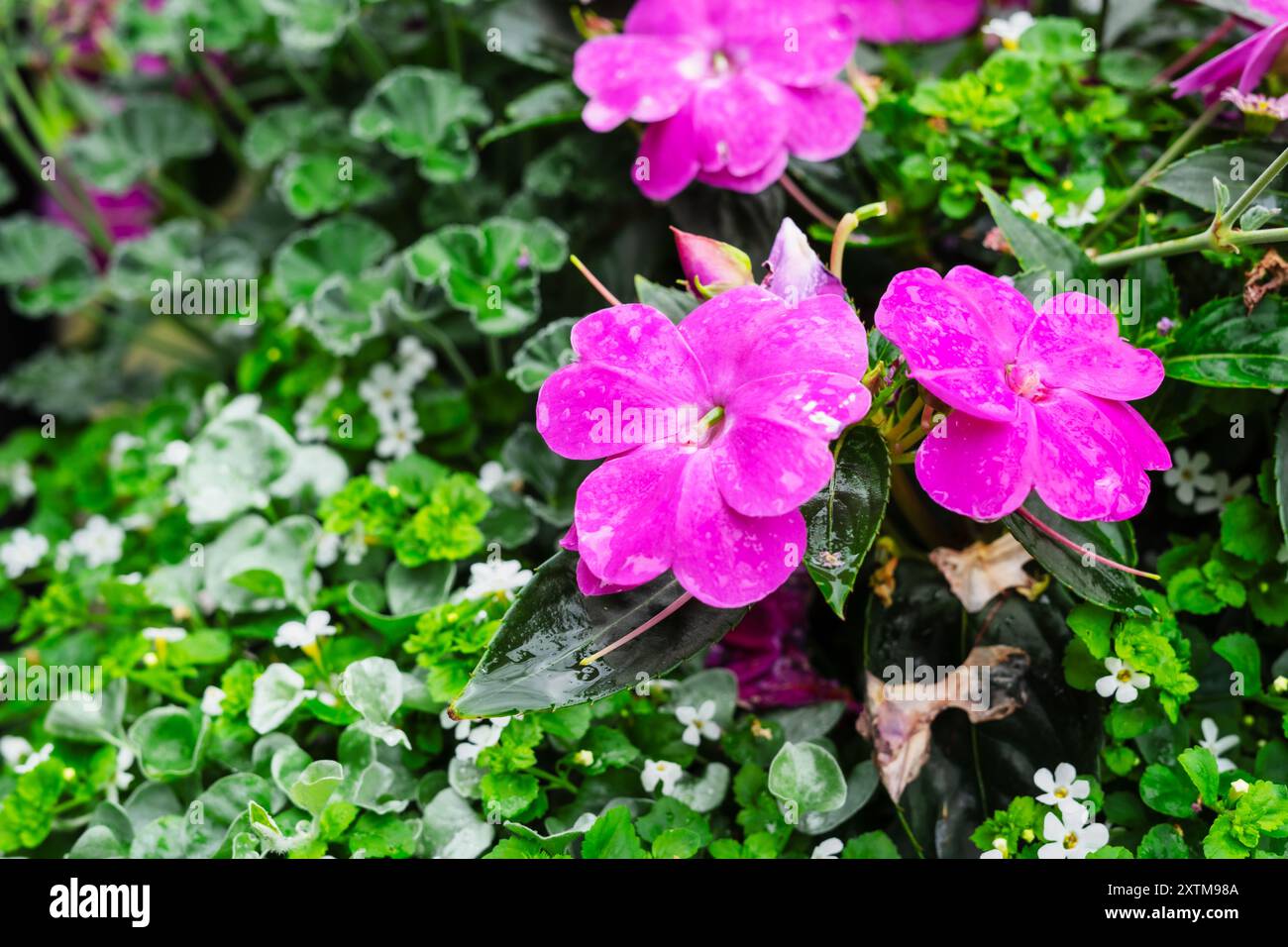 Bellezze nel verde Foto Stock