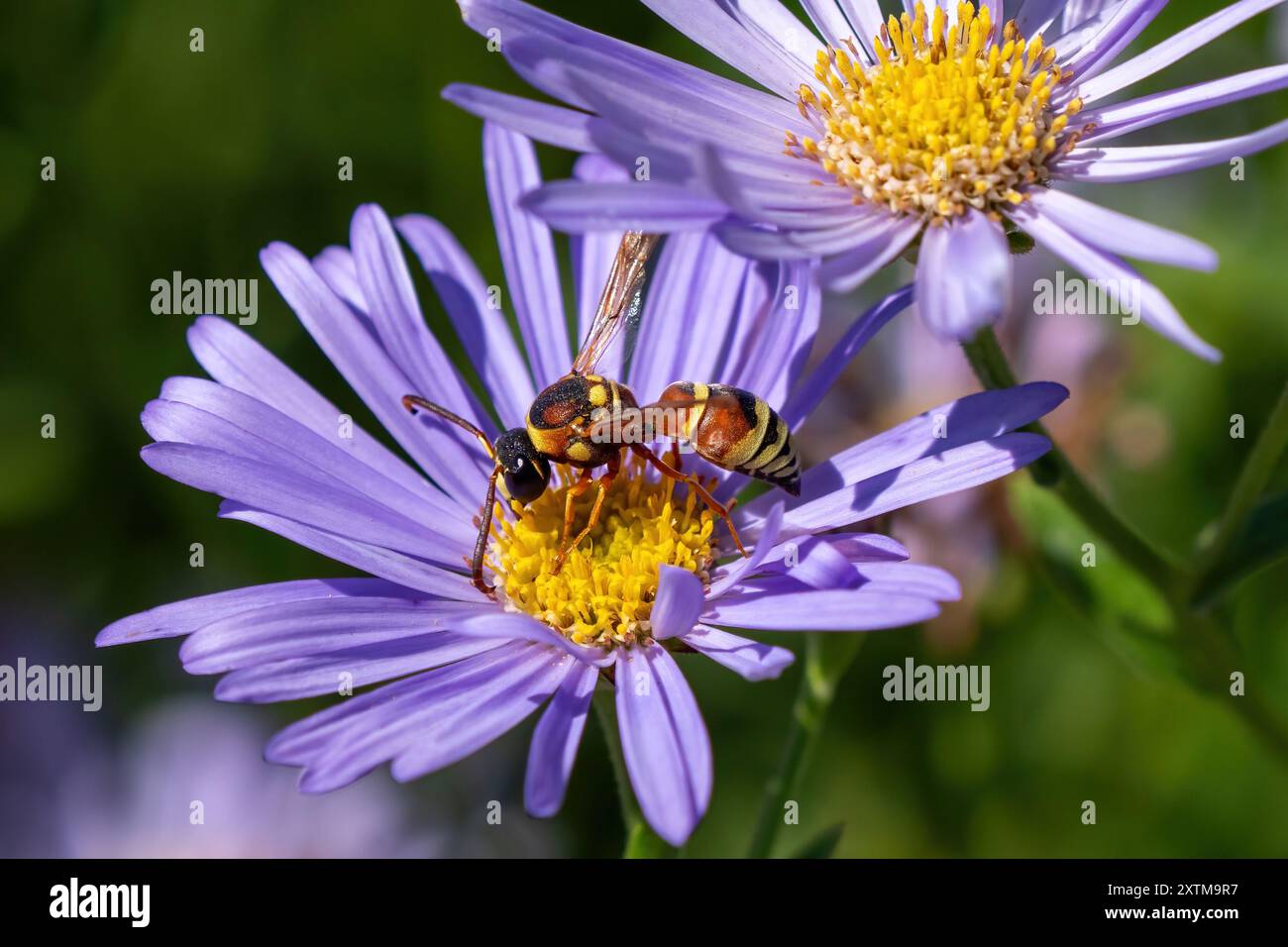 Una bellissima e colorata Wasp Potter che pollina in un giardino pieno di fiori di Aster viola. Foto Stock