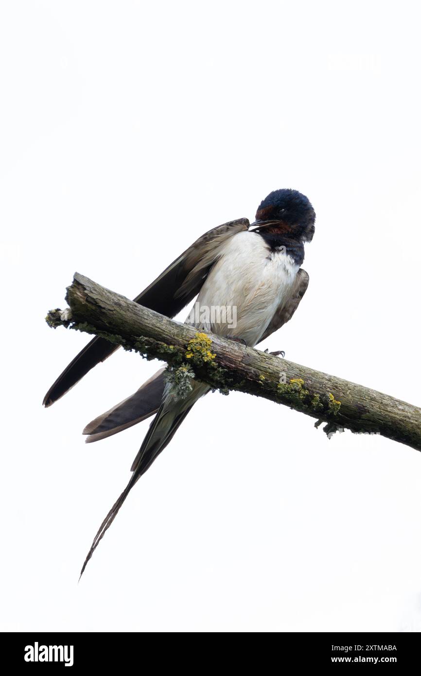 Una rondine di fienile che vola nella riserva naturale di Turvey, Dublino. Questo uccello si nutre di insetti volanti. Foto Stock
