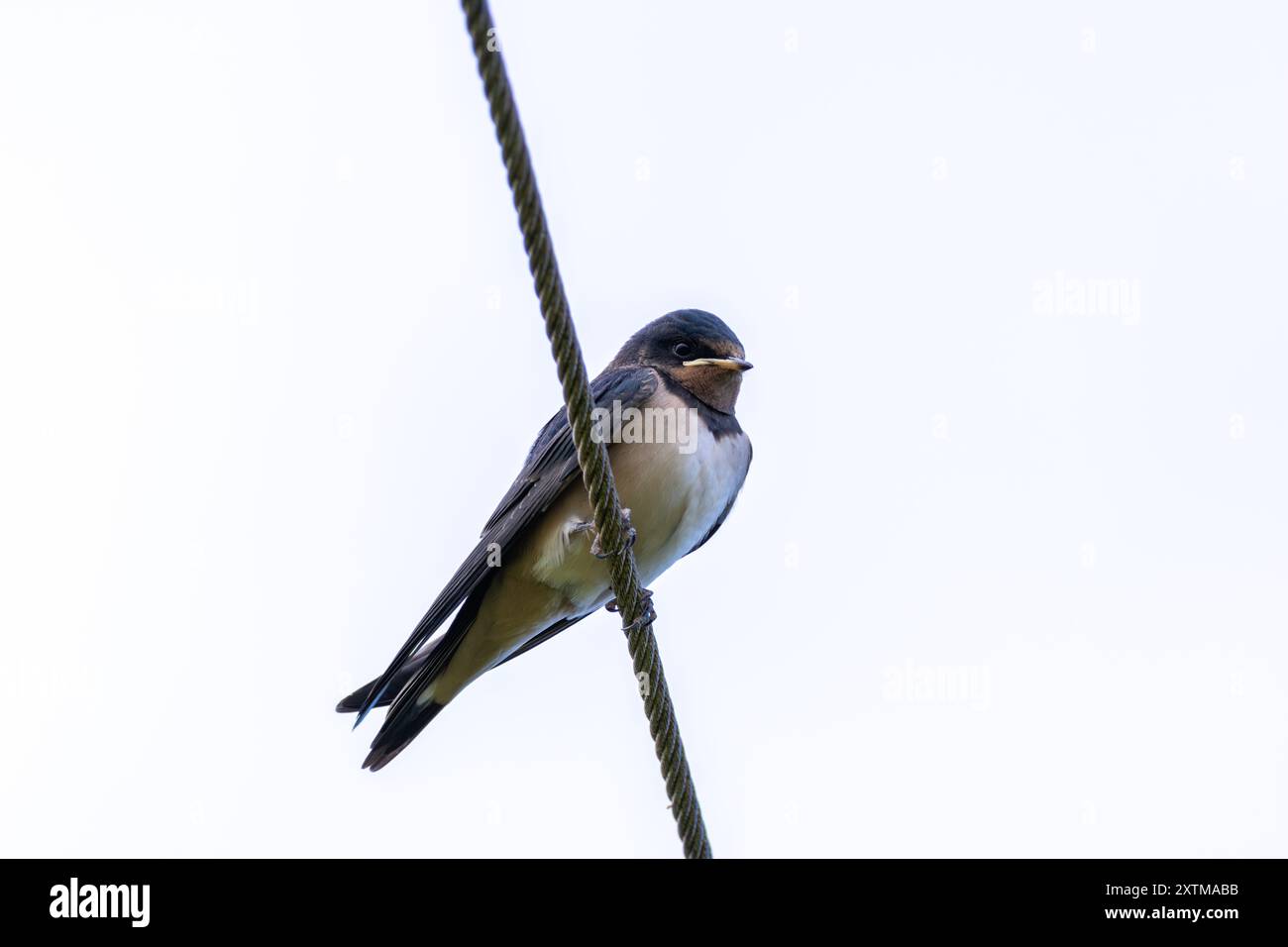 Una rondine di fienile che vola nella riserva naturale di Turvey, Dublino. Questo uccello si nutre di insetti volanti. Foto Stock