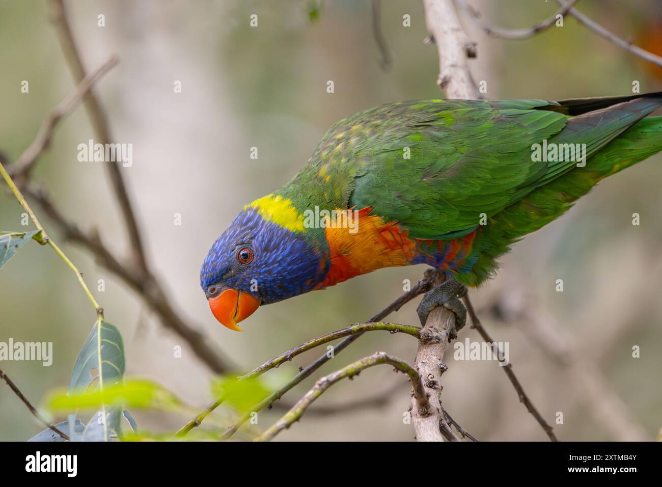 Un Rainbow Lorikeet arroccato su un ramo d'albero Foto Stock