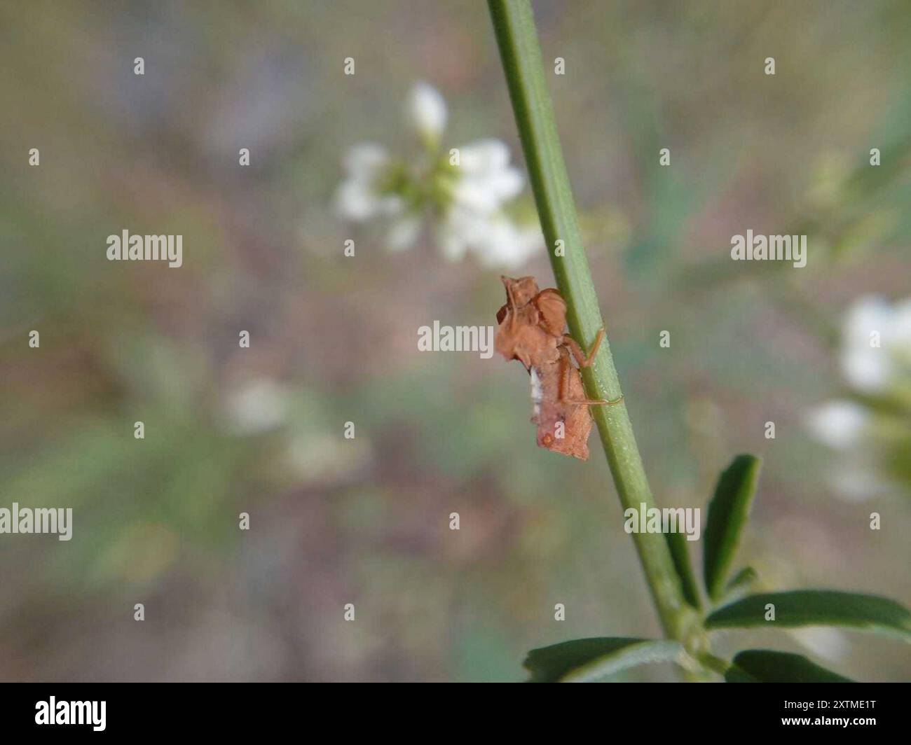 (Phymata crassipes) Insecta Foto Stock