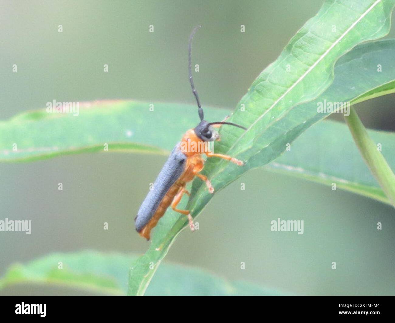 (Oberea oculata) Insecta Foto Stock