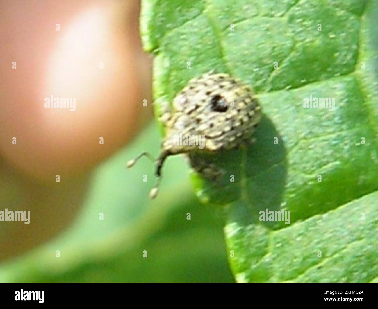 Erba di fico da giardino weevil (Cionus hortulanus) Insecta Foto Stock