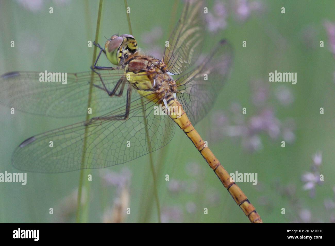 Dragonfly darter comune femminile su un gambo d'erba a Powys, Galles centrale, Regno Unito, estate 2024 Foto Stock