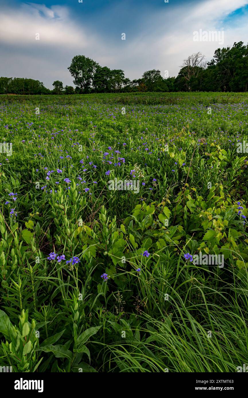 Spiderwort, Tradescantia virginiana, cresce in profusione nella prateria, Goose Lake Prairie State Park, Grundy County, Illinois Foto Stock