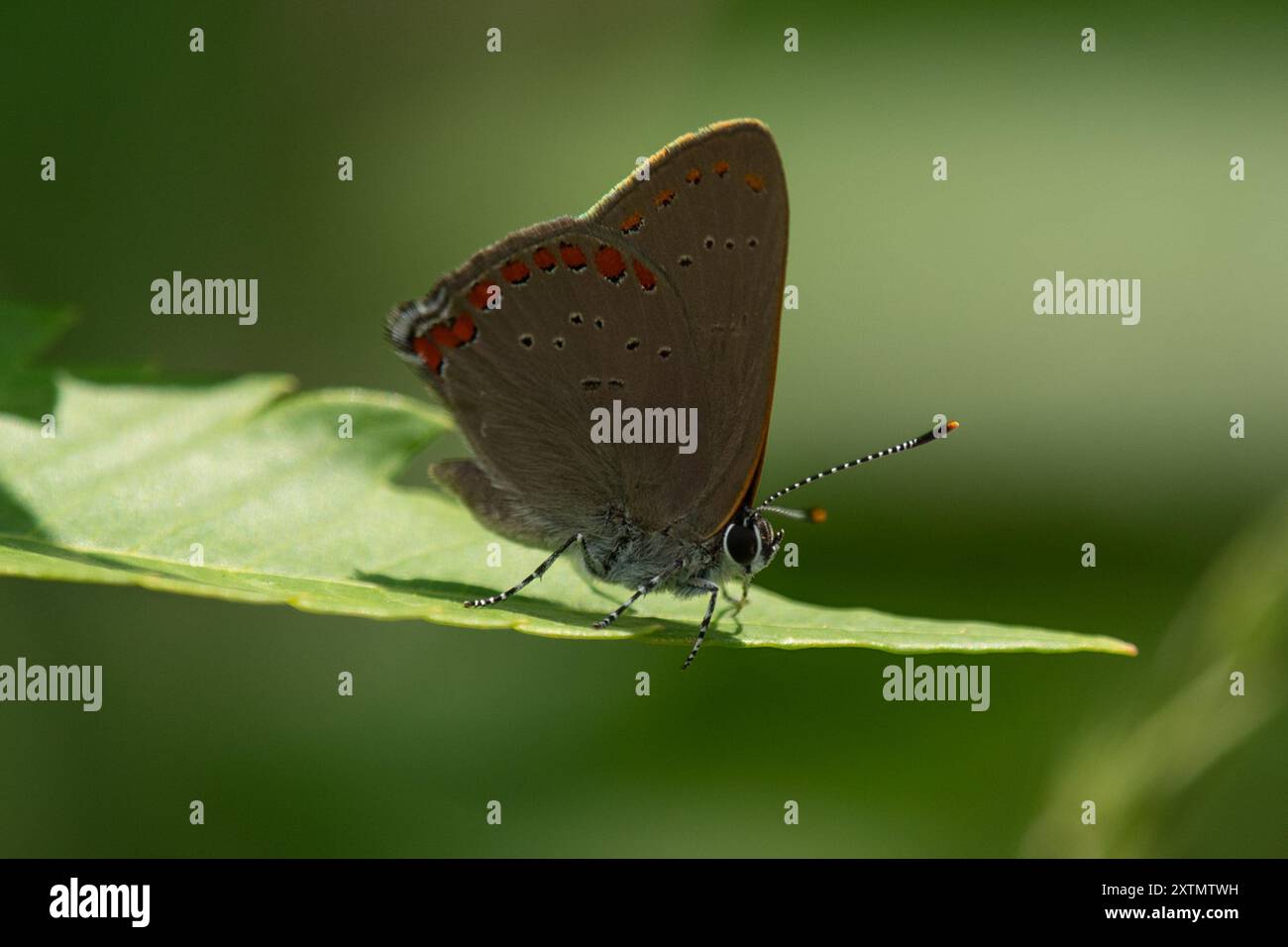 Coral Hairstreak (Satyrium titus) Insecta Foto Stock