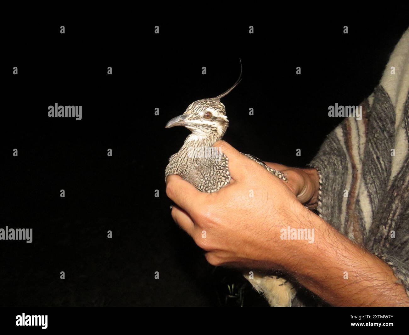 Elegante Crested-Tinamou (Eudromia elegans) Aves Foto Stock