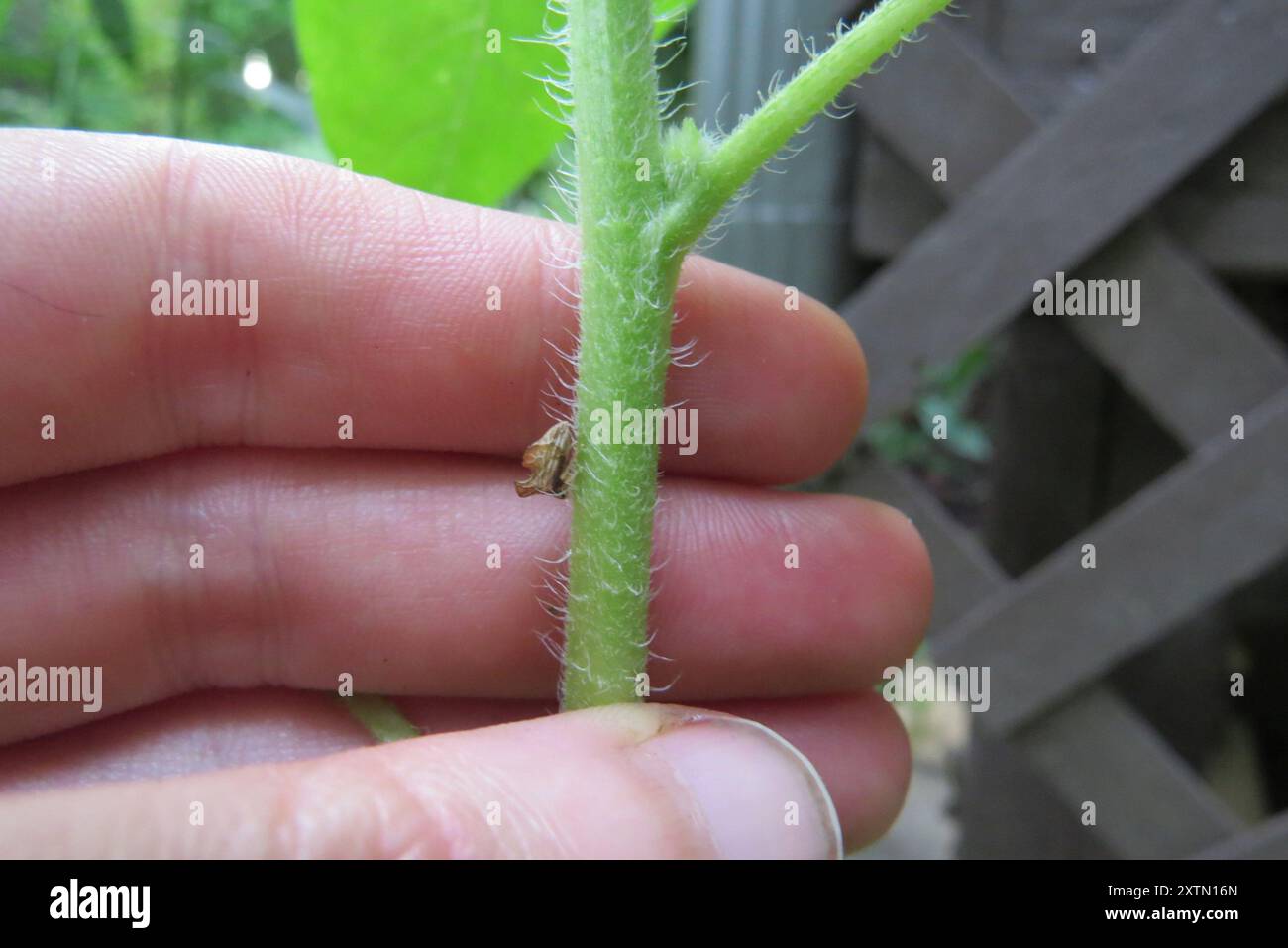 Ciambella (Entylia carinata) Insecta Foto Stock