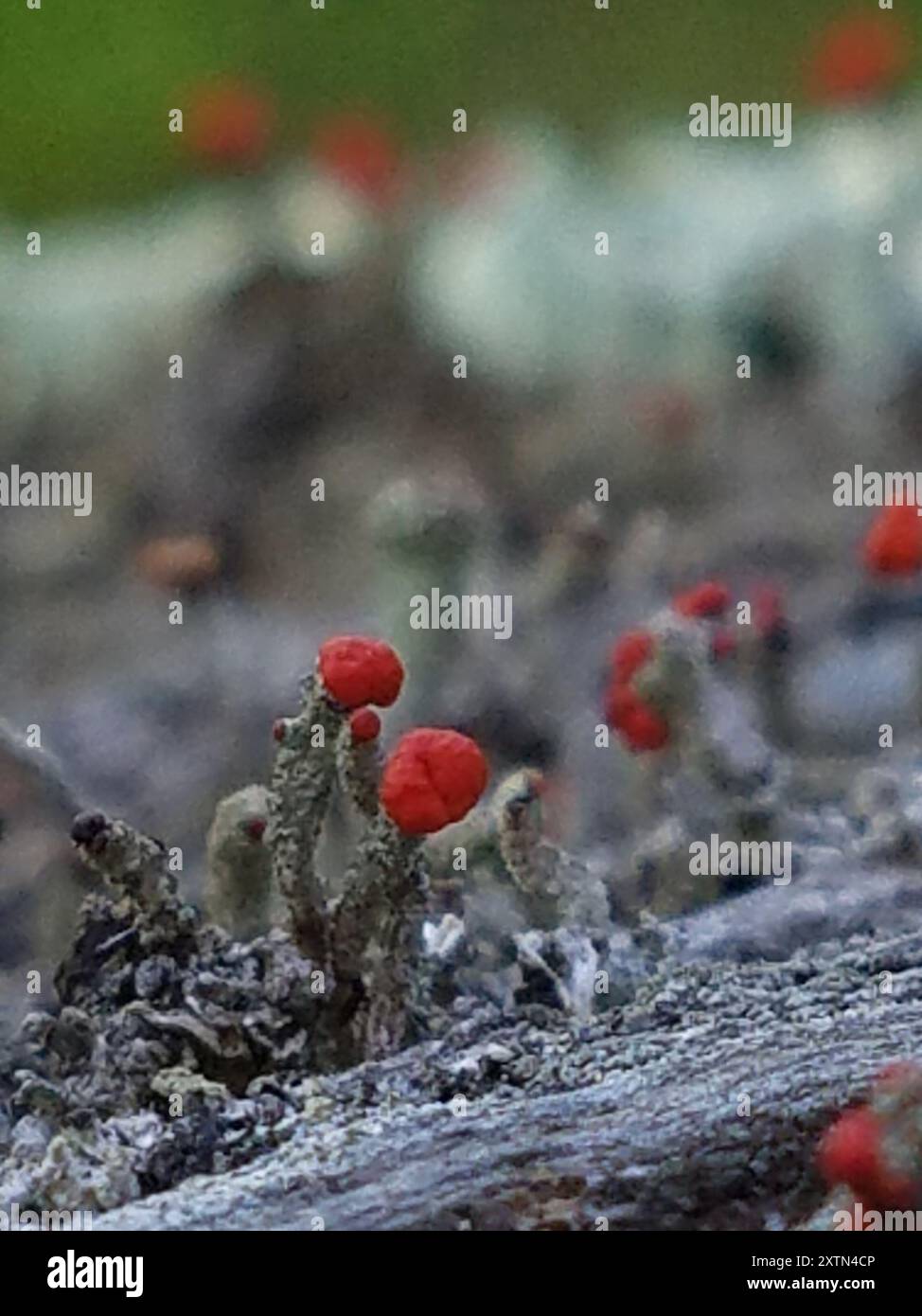 Soldato britannico lichen (Cladonia cristatella) funghi Foto Stock