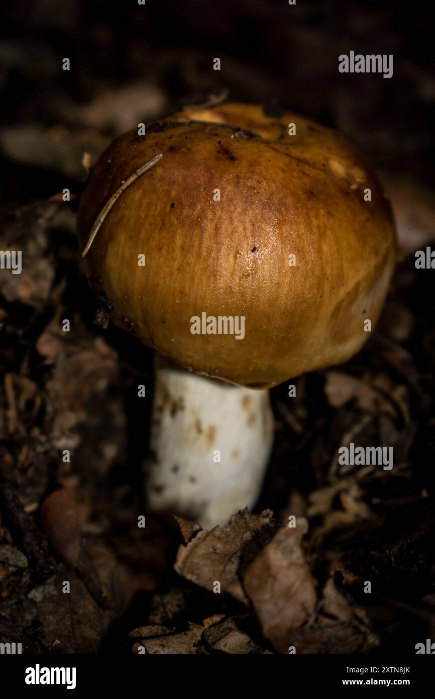 Puzzolenti funghi Brittlegill (Russula foetens) Foto Stock
