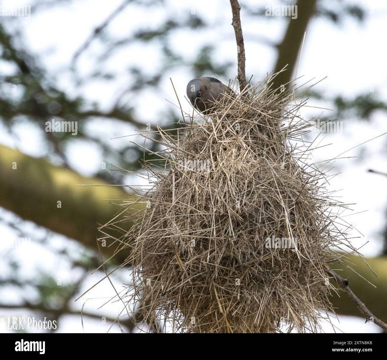 Aves (Pseudonigrita arnaudi), tessitore sociale con tappo grigio Foto Stock