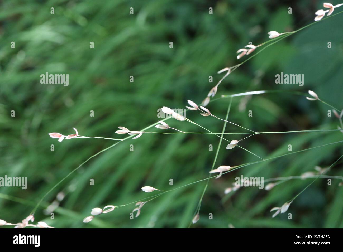 Wood Melick (Melica uniflora) Plantae Foto Stock