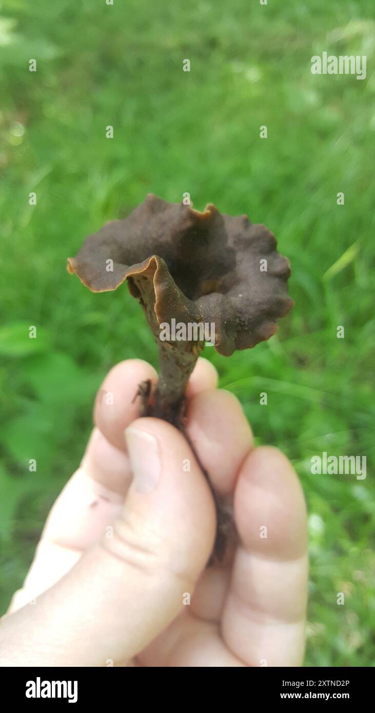 Funghi della tromba nera orientale (Craterellus fallax) Foto Stock