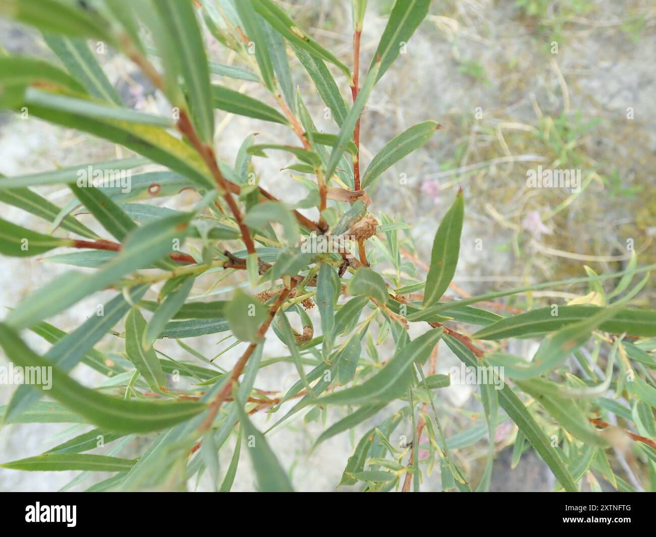 Salice per barra di sabbia interna (Salix interior) Plantae Foto Stock