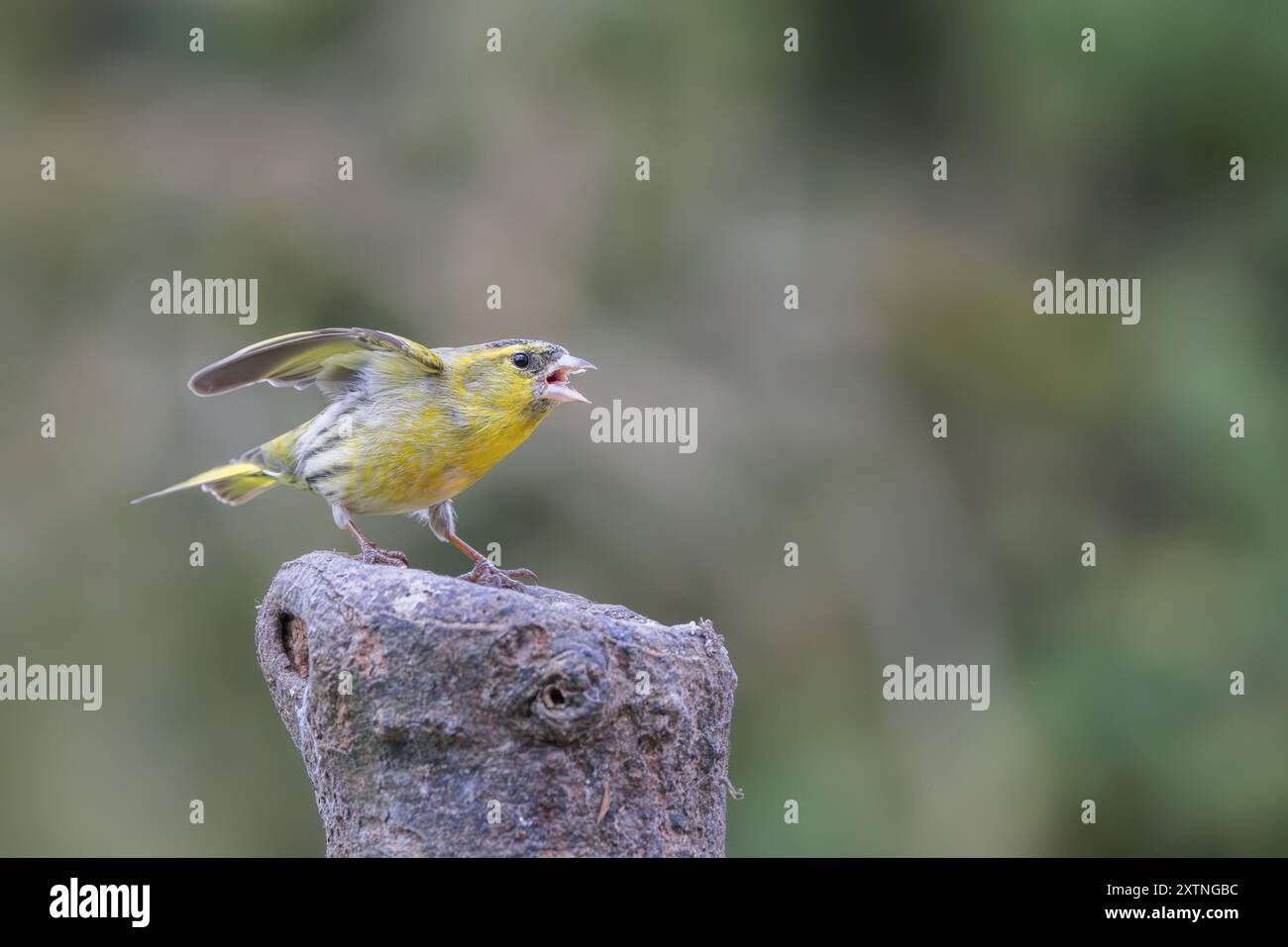 Siskin eurasiatico [ Spinus spinus ] in posa aggressiva sul vecchio ceppo di albero Foto Stock