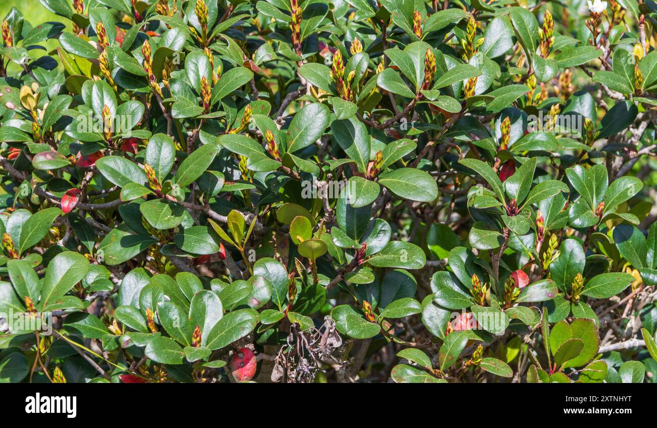 Biancospino indiano all'arboreto di Mercer e ai giardini botanici. Foto Stock