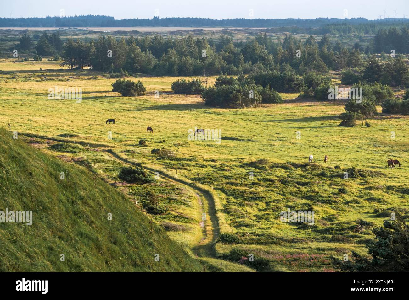 Vista panoramica lungo il sentiero escursionistico del Mare del Nord a Svinklovene, sulla costa del Mare del Nord dello Jutland, nella Danimarca settentrionale Foto Stock