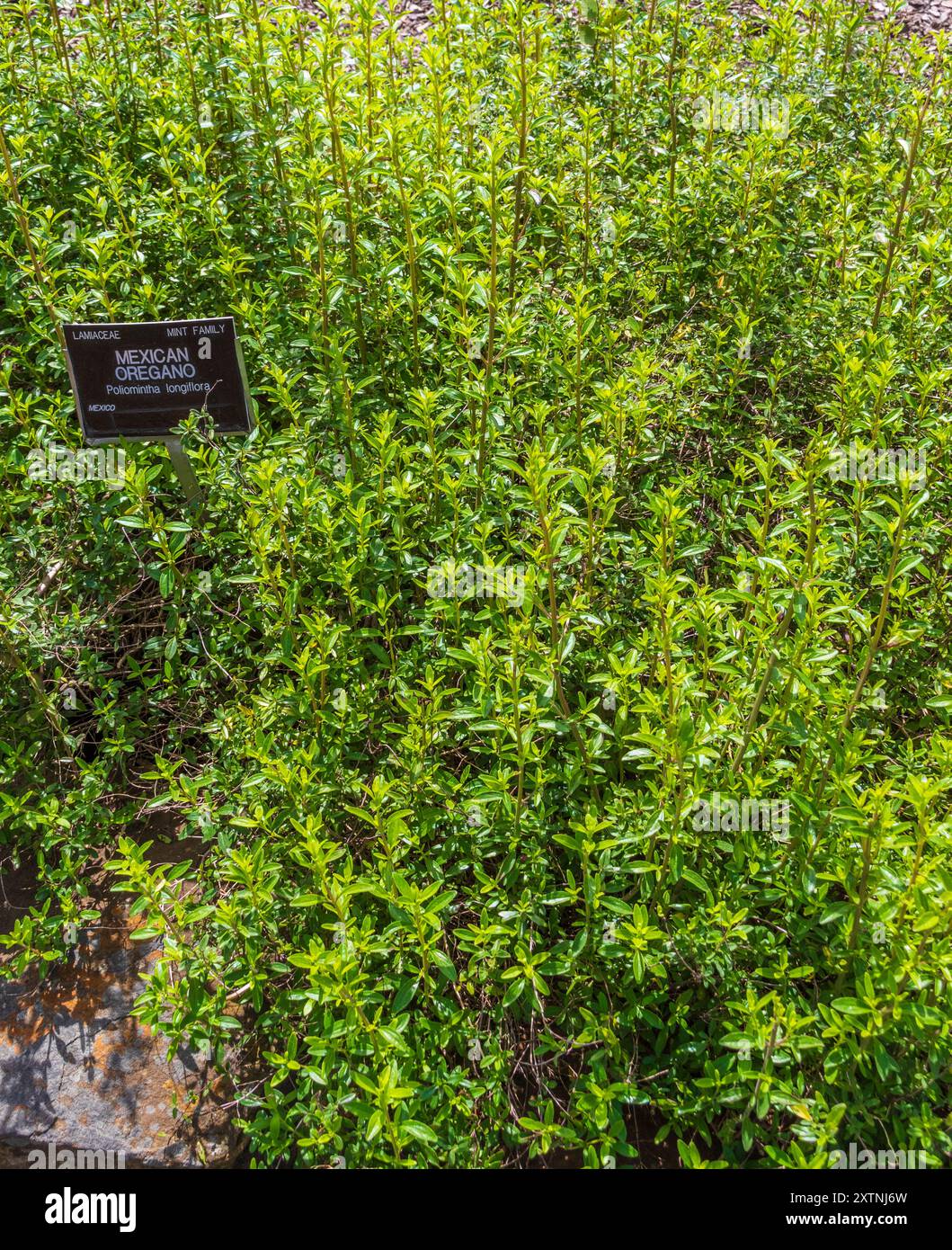 Mexican Oregano (famiglia di menta) al Mercer Arboretum e ai giardini botanici. Foto Stock