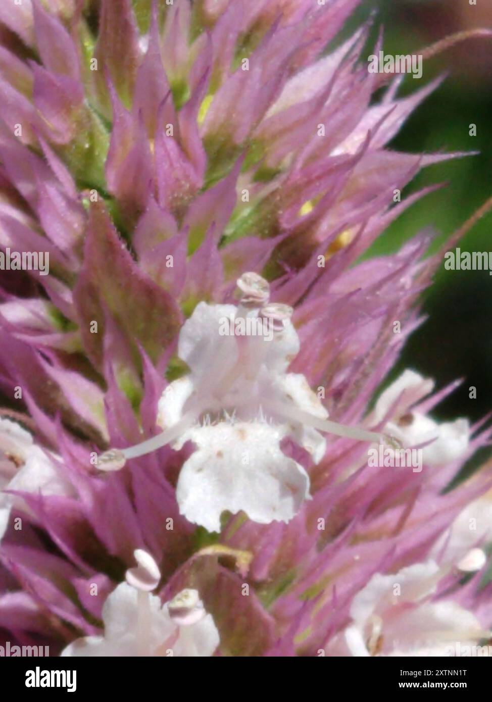 Plantae di issopo gigante delle foglie di ortica (Agastache orticifolia) Foto Stock