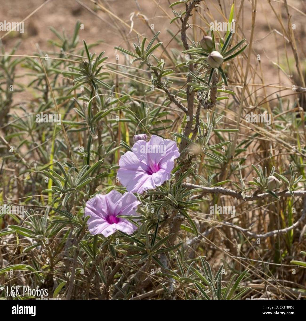 (Ipomoea jaegeri) Plantae Foto Stock